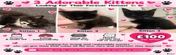 Mixed Breed cats for sale: Kitten  in Wolverhampton - Advert 1