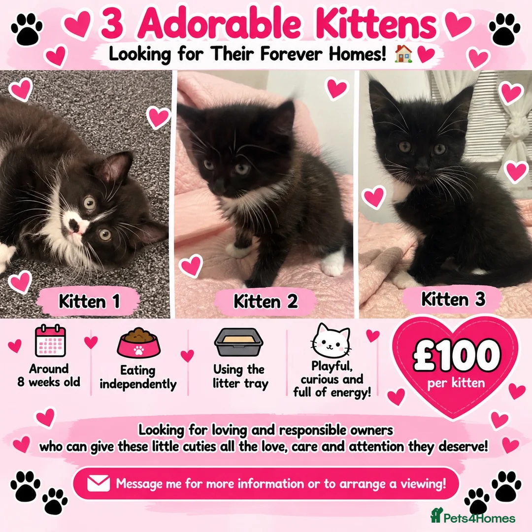 Mixed Breed cats for sale: Kitten  in Wolverhampton - Advert 1