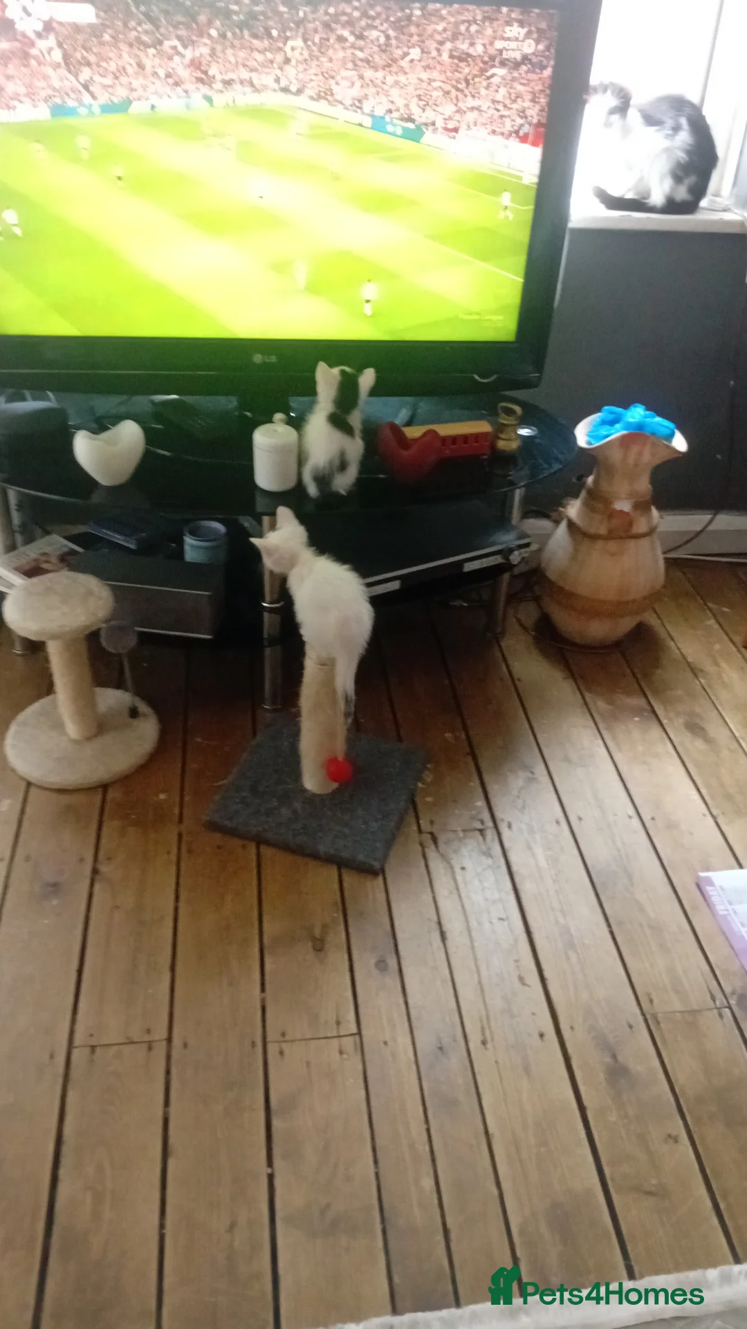 Mixed Breed cats for sale: Three.beautifull playful kittens in Birmingham - Advert 2