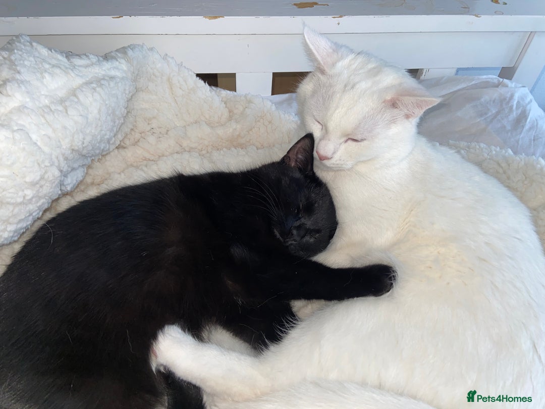 Mixed Breed cats for sale: 3 gorgeous kittens 🖤🤍 - Image 6