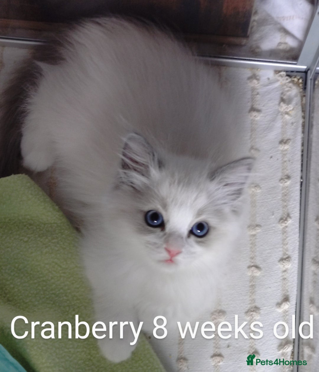 Ragdoll cats for sale: GCCF pedigree ragdoll kittens for sale £850 -£1100 - Image 3