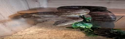 Python Snake reptiles for sale: Breeding pair of Bredli's Pythons, CB 2019 in Bridlington - Advert 3
