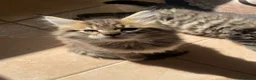 Maine Coon cats for sale: Tufty ears and big paws  - Advert 7