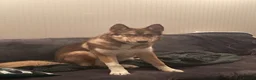 Huskita dogs for sale: Gorgeous and energetic huskita male puppy for sale in Blairgowrie - Advert 6