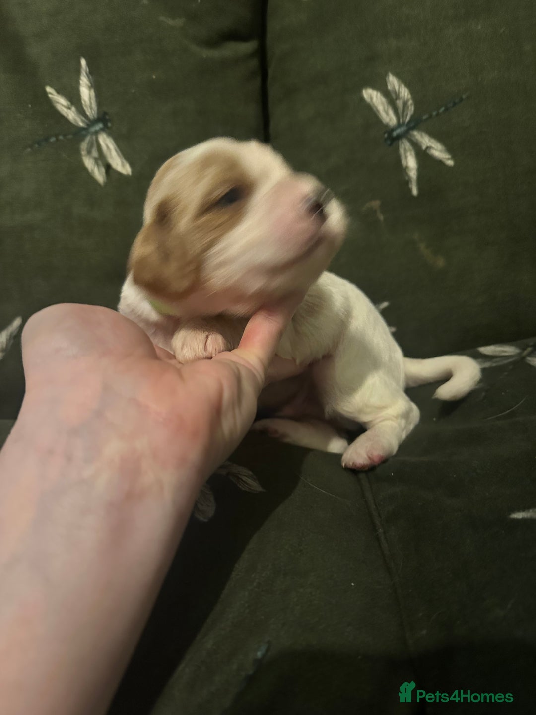 Cockalier dogs for sale: Cockalier puppies  - Advert 20