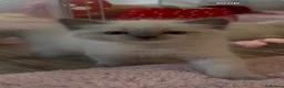 Ragdoll cats for sale: BOYS BOYS BOYS  - Advert 19