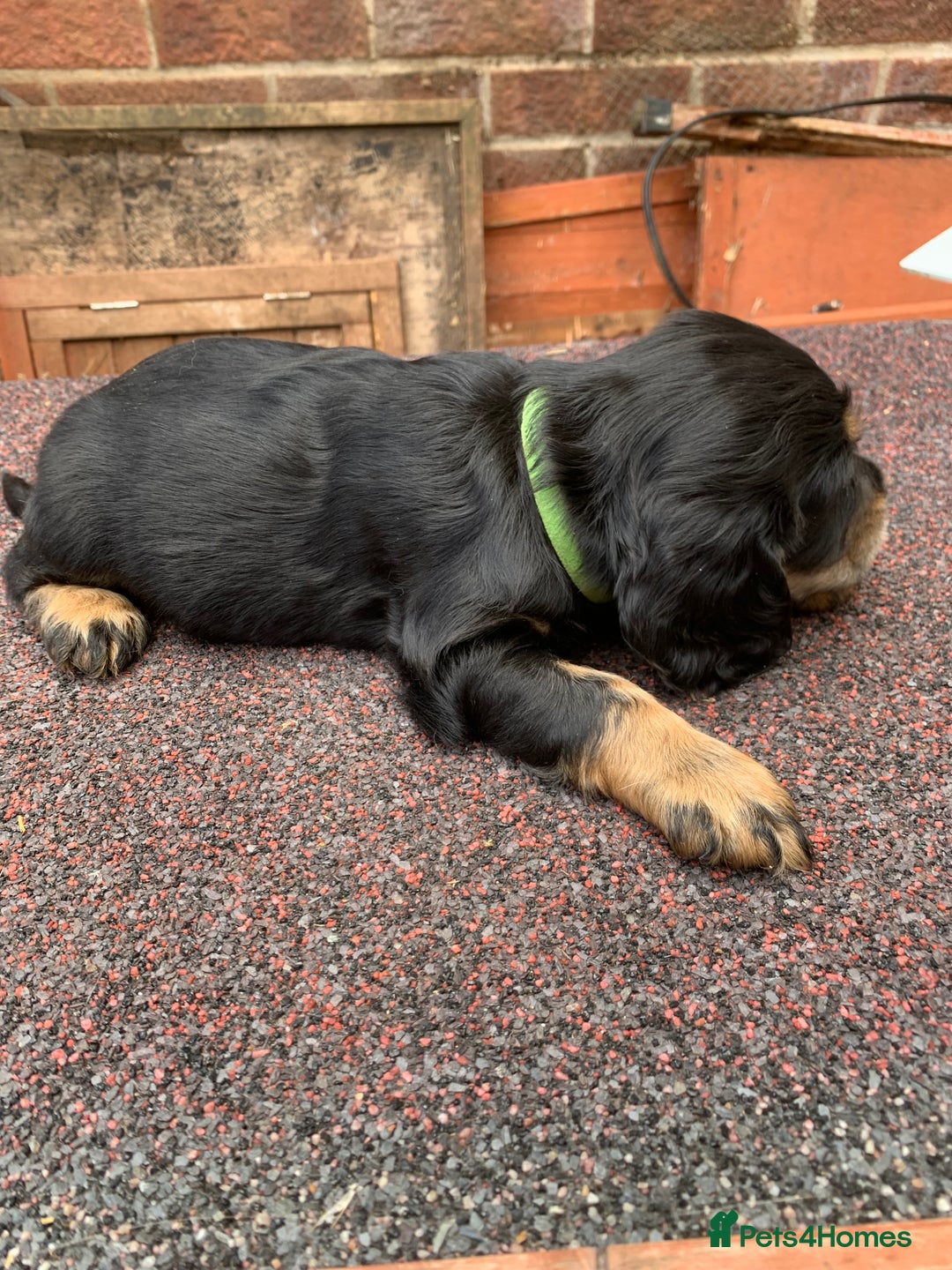 Cocker Spaniel dogs for sale: cocker spaniel pups ready for reserve - Image 10