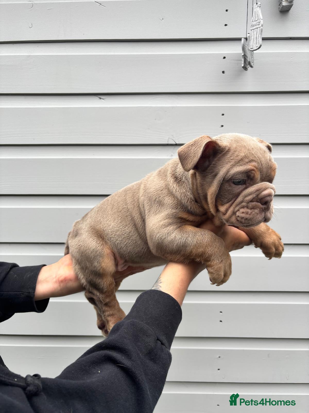 English Bulldog dogs for sale:  English Bulldogs DWKC 🧬🏆 Final reduction! - Advert 14