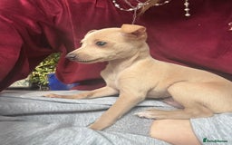 Italian Greyhound dogs for sale: Stunning Tiny Cream Boy  - Image 8