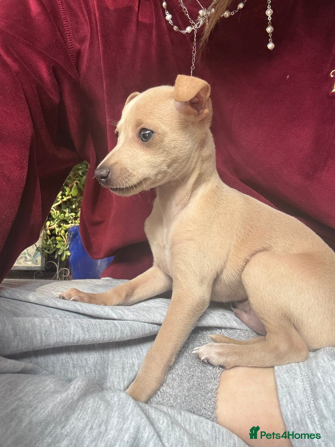 Italian Greyhound dogs for sale: Stunning Tiny Cream Boy  - Image 8