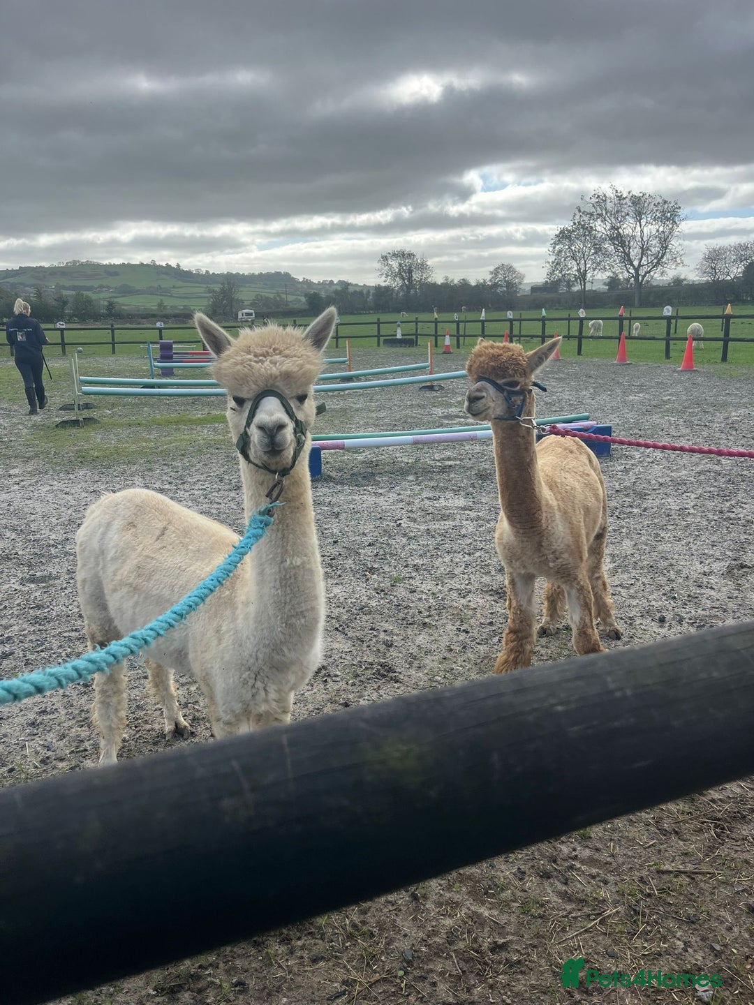 Alpaca livestock for sale: Castrated and intact male alpacas  - Advert 1