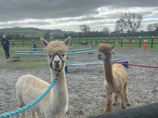 Alpaca livestock Castrated and intact male alpacas - Advert 9
