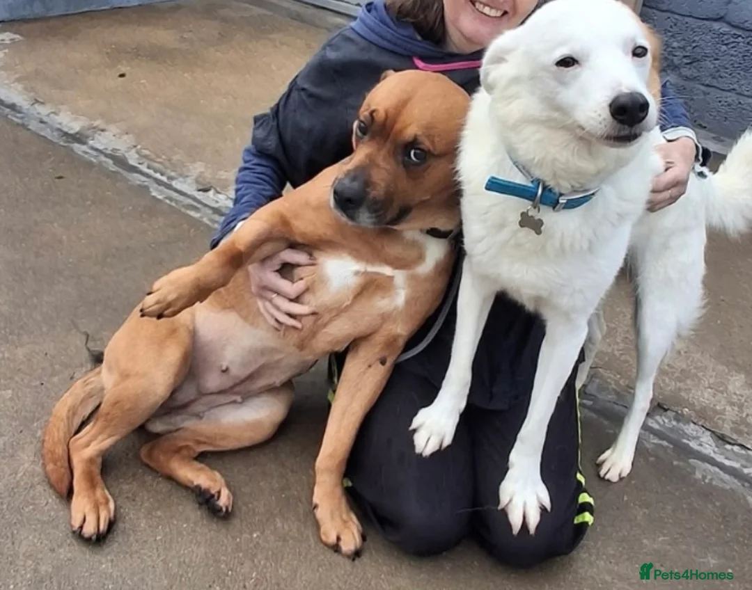 Mixed Breed dogs for sale: Princess and Smokey - Advert 2