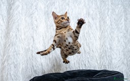 Bengal cats for sale: Stunning Bengal Girl- Top TICA pedigree- Ready NOW - Advert 22