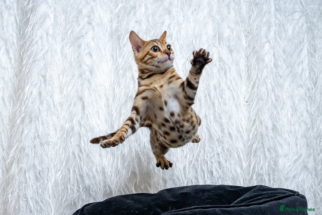 Bengal cats for sale: Stunning Bengal Girl- Top TICA pedigree- Ready NOW - Advert 22