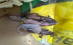 Rat rodents for sale: Dwarf Rats  - Image 7