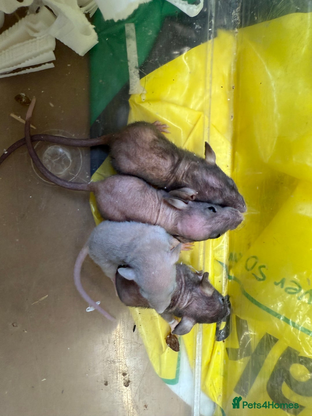 Rat rodents for sale: Dwarf Rats  - Image 7