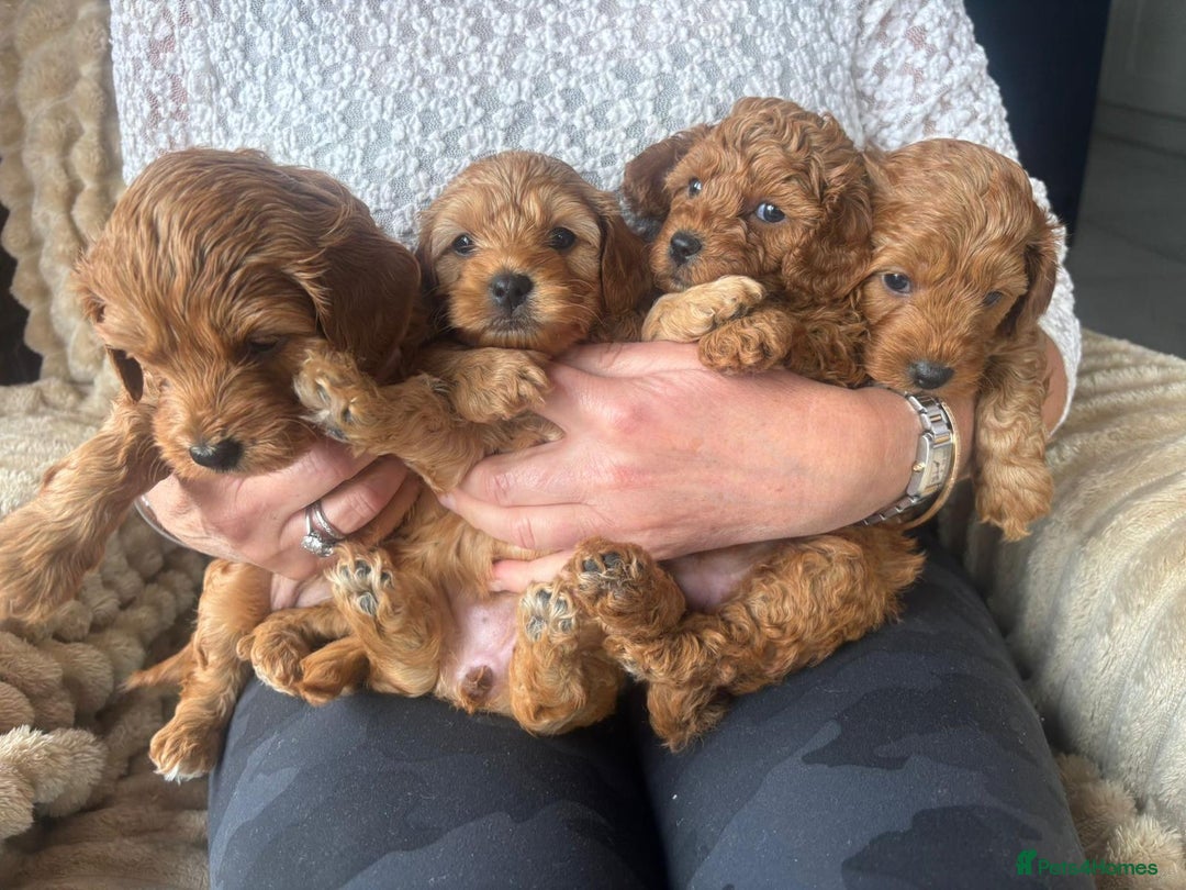 Cockapoo dogs for sale: F1B Red Cockapoo Pups - Image 1