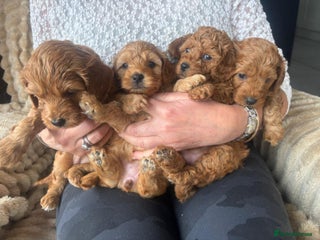 Cockapoo dogs - Advert 1