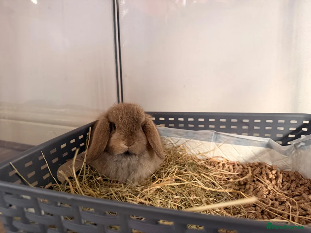 Mini Lop rabbits for sale: mini lops - Advert 3