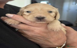 Miniature Dachshund dogs for sale: Beautiful long haired cream mini dachshund puppies - Image 7