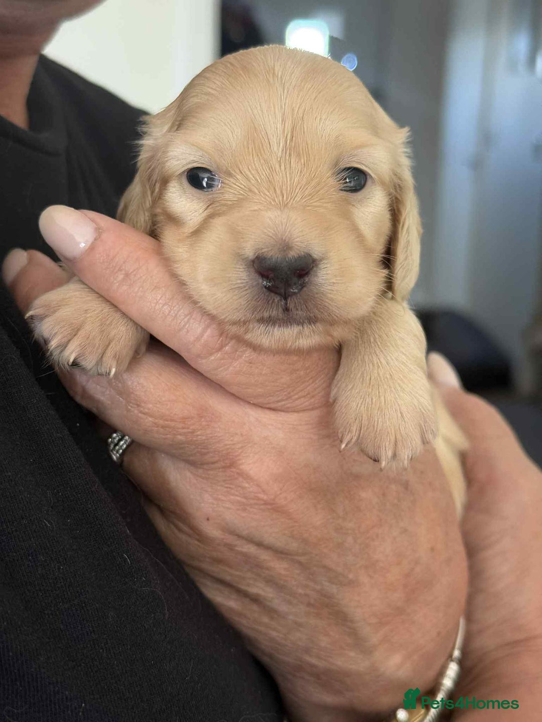Miniature Dachshund dogs for sale: Beautiful long haired cream mini dachshund puppies - Image 7