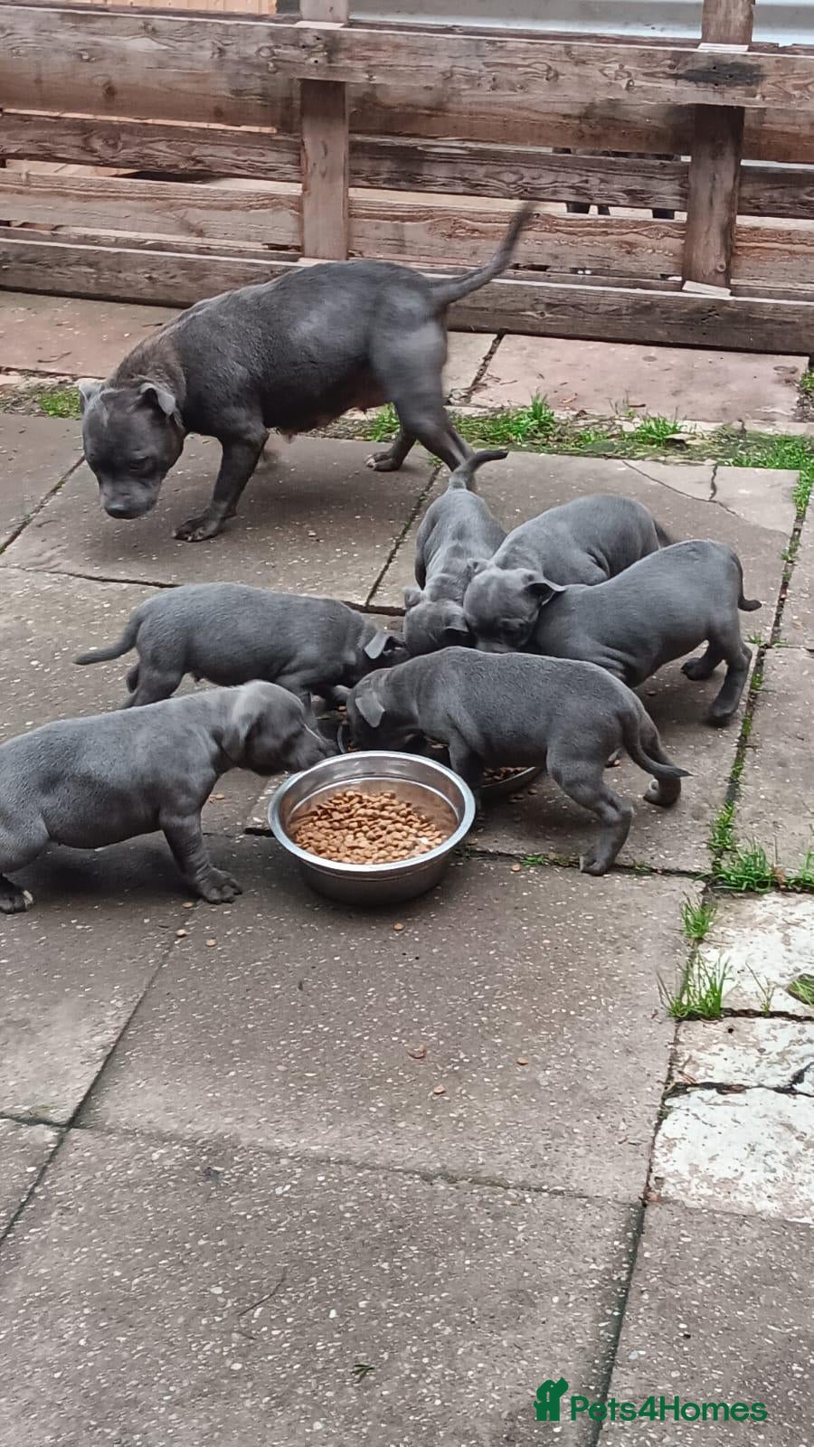 Staffordshire Bull Terrier dogs Staffie - Advert 1