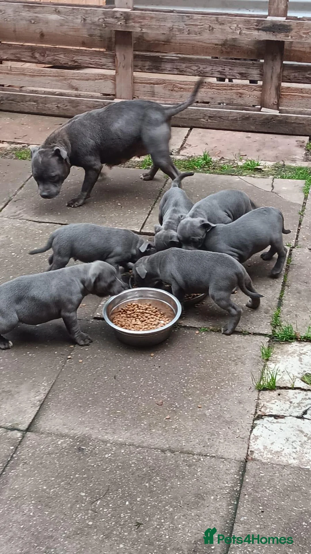 Staffordshire Bull Terrier dogs for sale: Staffie - Advert 1