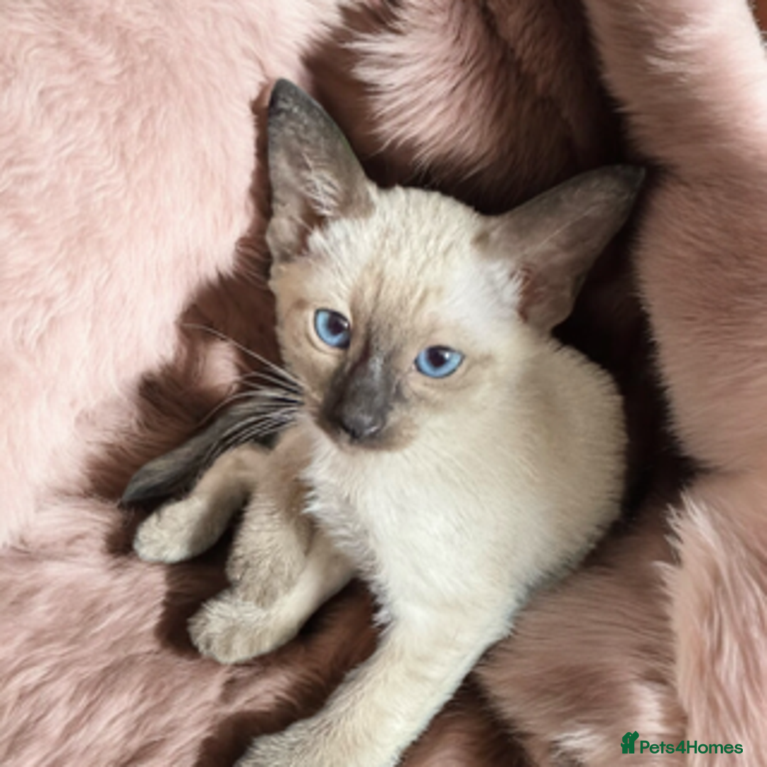 Oriental cats for sale: Gorgeous Oriental Kitten - 1 boy remaining  - Image 10
