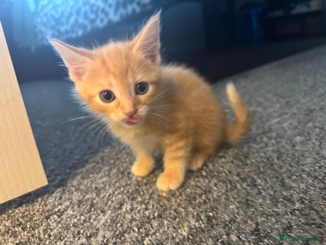 Domestic Shorthair cats for sale: 2 little boy - Image 5