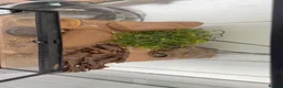 Leopard Gecko reptiles for sale: Leopard Gecko With Full Setup Ready for a New Home - Advert 2