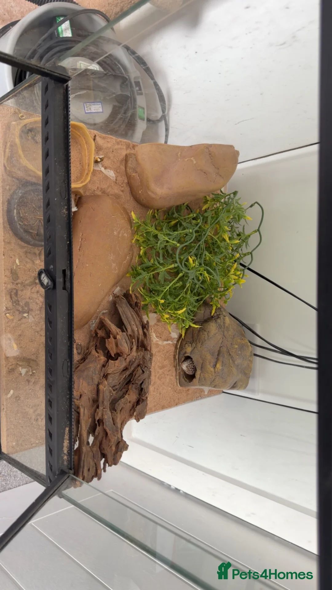 Leopard Gecko reptiles for sale: Leopard Gecko With Full Setup Ready for a New Home - Advert 2