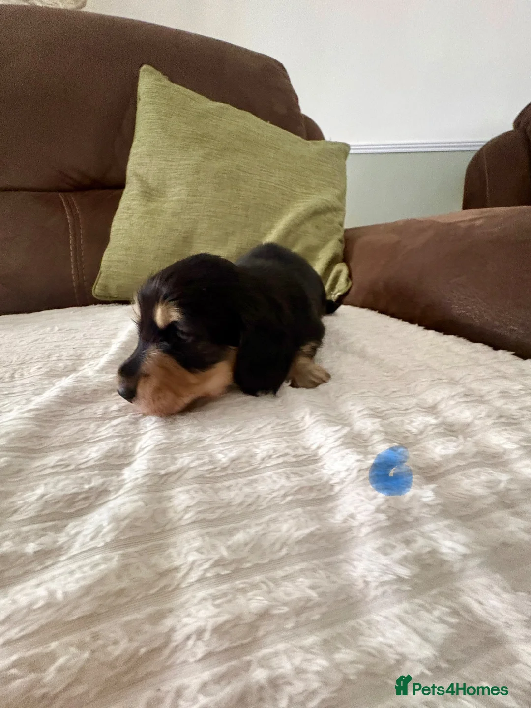 Miniature Dachshund dogs for sale: Miniature Longhaired Dachshund Puppies  - Advert 10