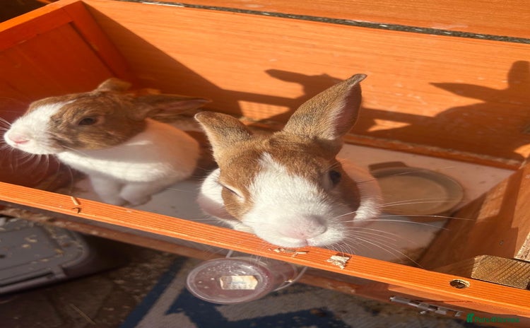 Netherland Dwarf rabbits - Advert 11