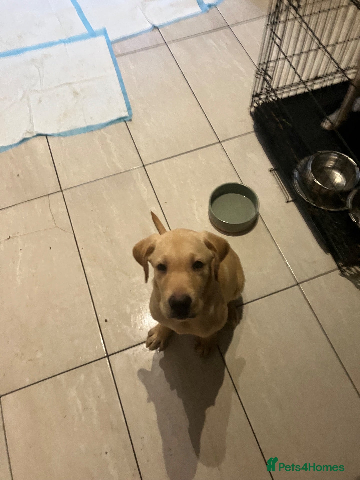 Labrador Retriever dogs Gorgeous Labrador Puppies, ready for forever homes - Advert 2