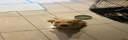 Labrador Retriever dogs for sale: Gorgeous Labrador Puppies, ready for forever homes - Advert 2