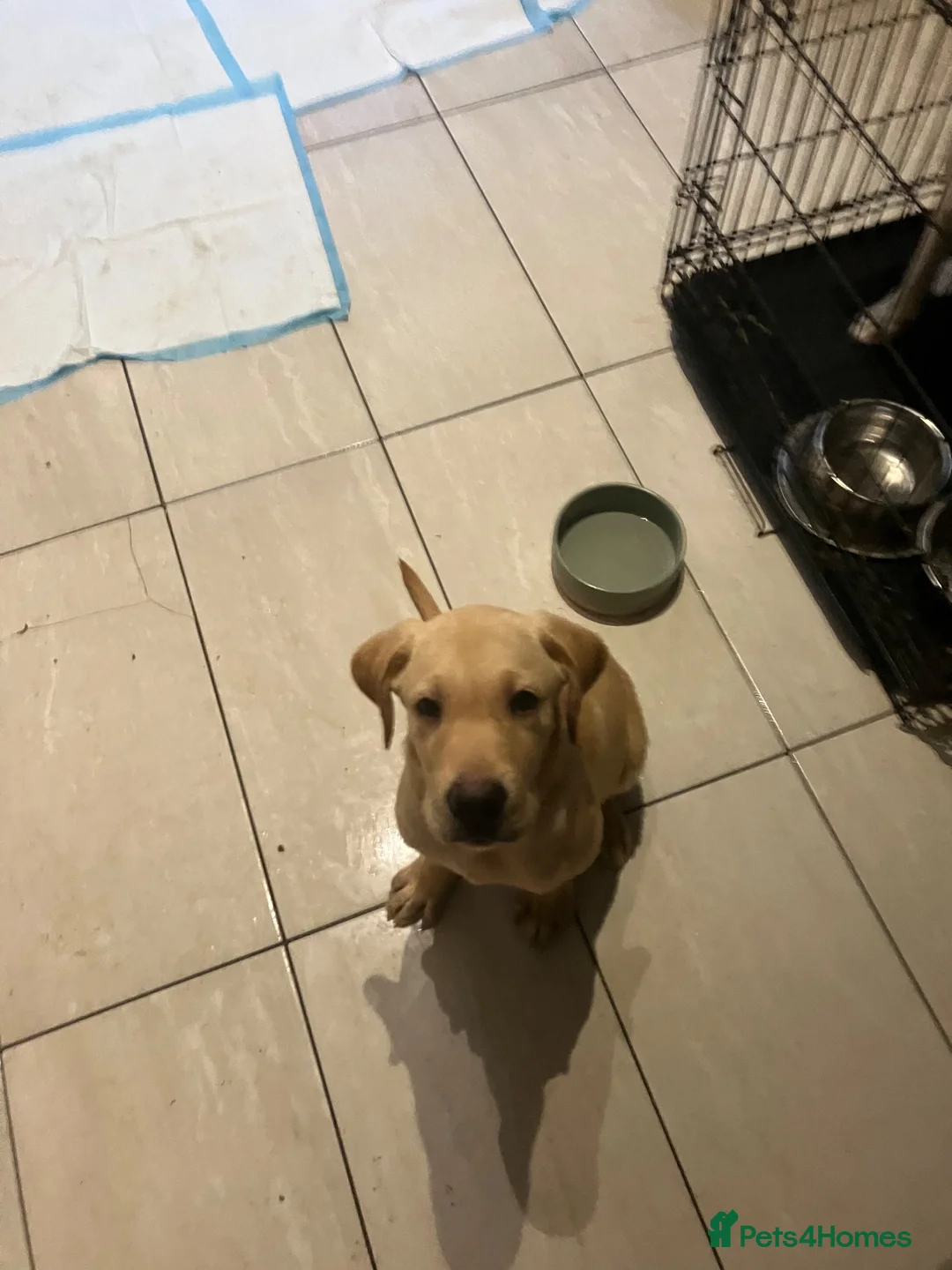 Labrador Retriever dogs for sale: Gorgeous Labrador Puppies, ready for forever homes - Advert 2