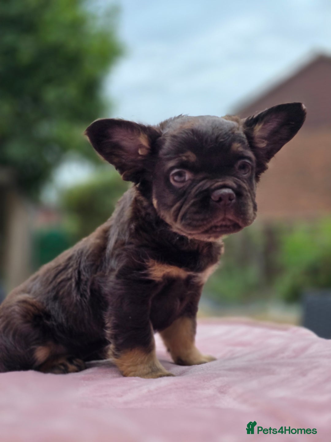 French Bulldog dogs for sale: Fluffy french bulldogs carrying Pink - Image 8