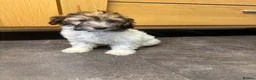 Chipoo dogs for sale: Last female silver phantom Toy Poodle Puppy - Advert 11