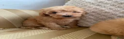 Cockapoo dogs for sale: Adorable Cockapoo Puppies in Chippenham - Advert 10