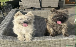 Cairn Terrier dogs for sale: KC reg Cairn Terrier puppies - Image 12