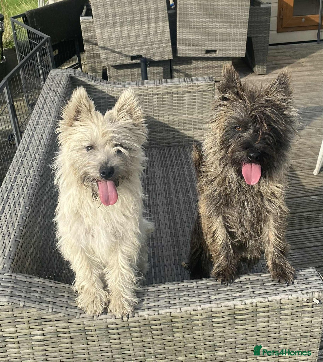 Cairn Terrier dogs for sale: KC reg Cairn Terrier puppies - Image 12