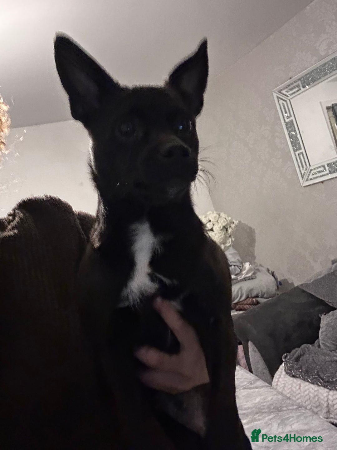 Mixed Breed dogs for sale: Chatterdale for rehousing  - Advert 4