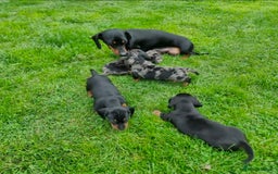 Miniature Dachshund dogs for sale: SWEET STUNNING MINIATURE DACHSHUND PUPPIES - Image 12