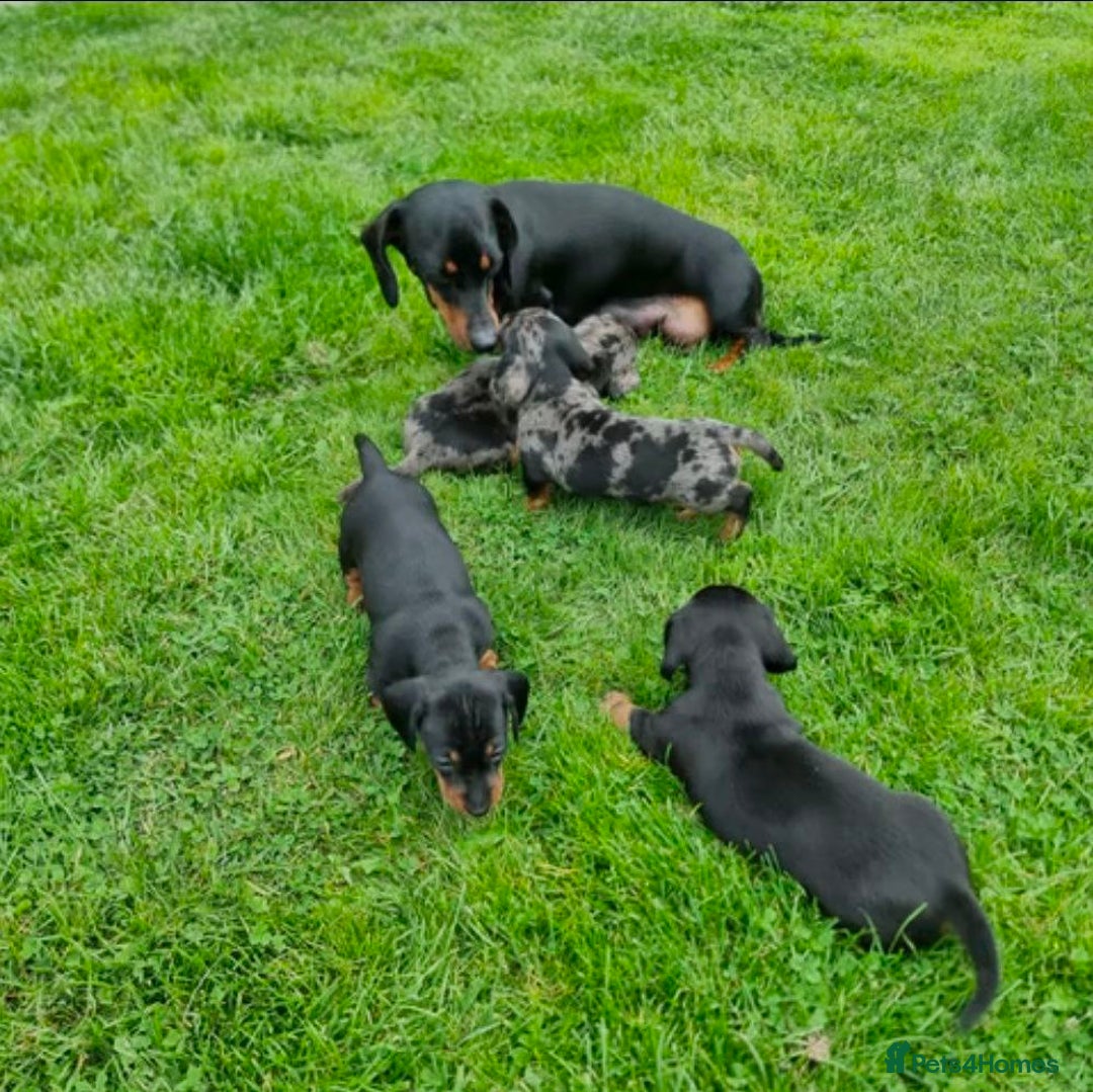 Miniature Dachshund dogs for sale: SWEET STUNNING MINIATURE DACHSHUND PUPPIES - Image 12