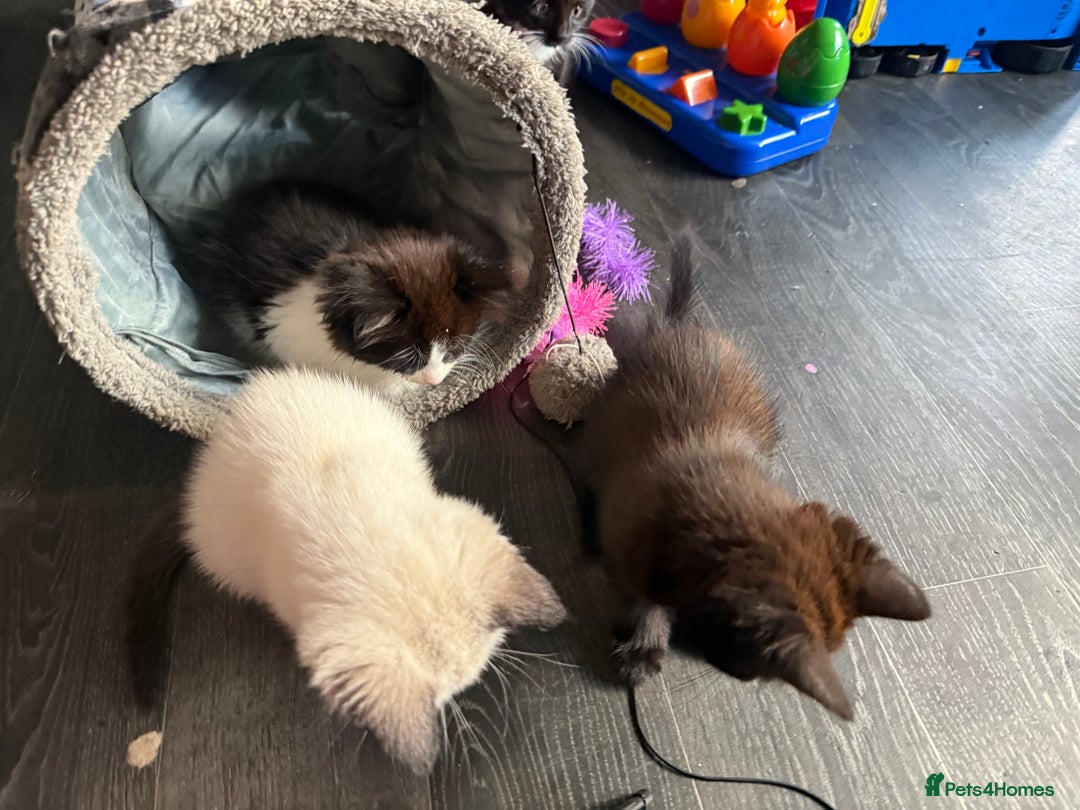 Mixed Breed cats for sale: tuxedo ghost tabby kittens - Image 28