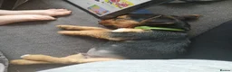 Mixed Breed dogs for sale: Cocker spaniel cross puppies - Advert 28