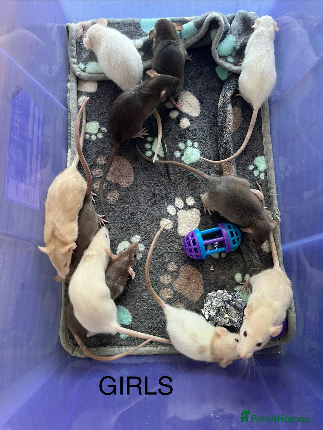 Rat rodents for sale: Baby dumbo rats for sale - Image 7