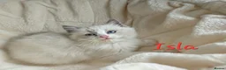 Ragdoll cats for sale: Gorgeous Ragdoll Kittens, Ready to Love - Advert 5