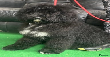 Bernedoodle dogs - Advert 3